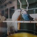 Safe Disinfectants and Cleaning Supplies for Your Bird’s Cage