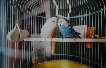 Safe Disinfectants and Cleaning Supplies for Your Bird’s Cage