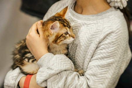 How to Introduce a New Cat to Your Home and Other Pets