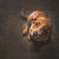 The Role of Boosters: Why Some Vaccines Require Multiple Doses Over Time
