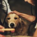 Zoonotic Diseases and Pet Vaccination: Protecting Both Your Pet and Your Family